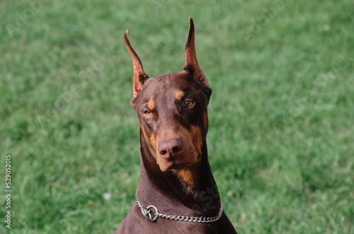 Close up of Doberman in grass field