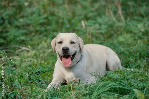 Yellow Lab laying in field