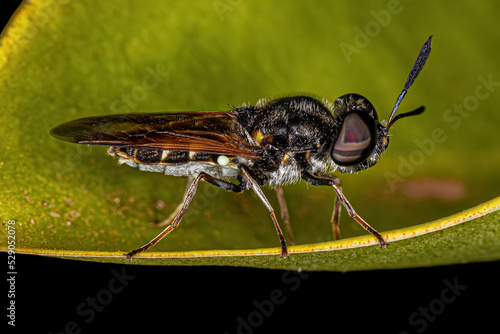 Small Adult Soldier Fly photo