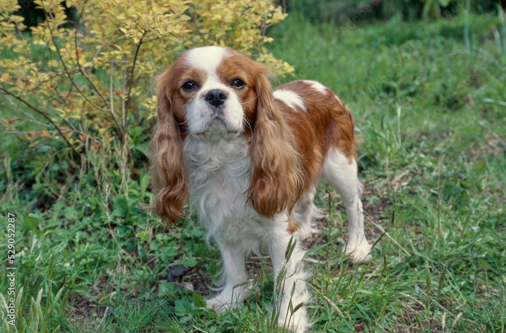 King Charles Spaniel standing in yard King Charles Spaniel standing in yard