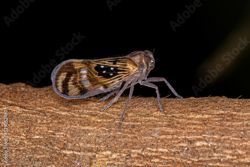 Adult Small Planthopper Insect photo
