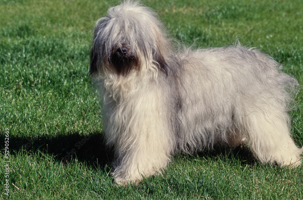 Tibetan terrier standing outside in grass in sun Tibetan terrier standing outside in grass in sun