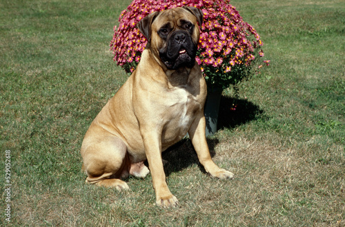 Mastiff in grass with flower pot