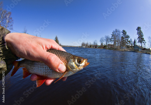 Trink Noun. Catching The Redfin (Scardinius erythrophthalmus) on the river with a fishing rod. Freshwater fish float fishing and ledgering. The fisheye lens is used photo