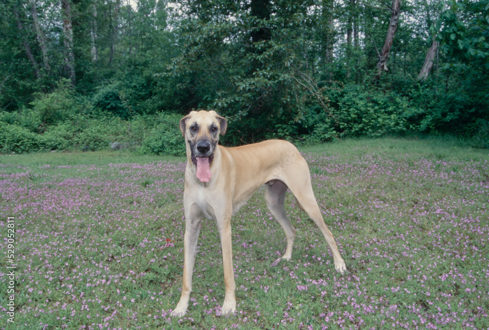 Great Dane in flower field with tongue out looking ahead Great Dane in flower field with tongue out looking ahead