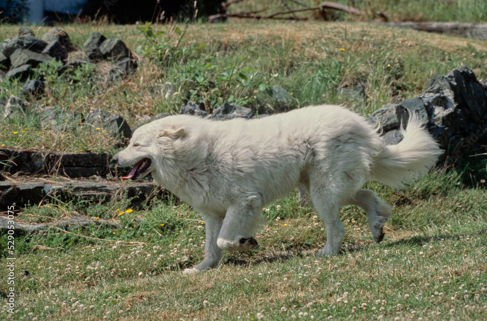 Fototapeta premium Great Pyrenees in grass
