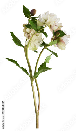 Pink fluffy helleborus flow...