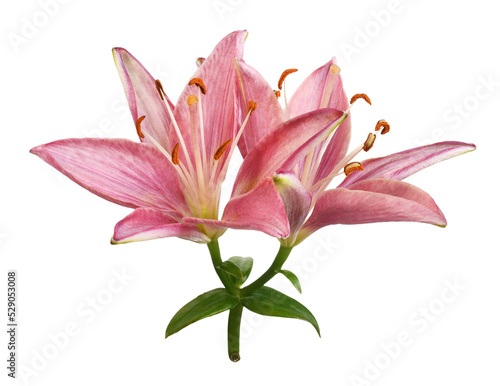 Pink lily flowers isolated