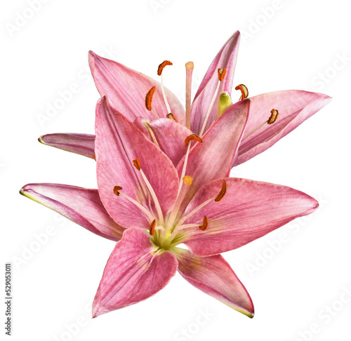 Pink lily flowers isolated ...