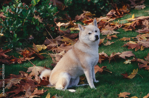 Shiba Inu sitting in grass and leaves