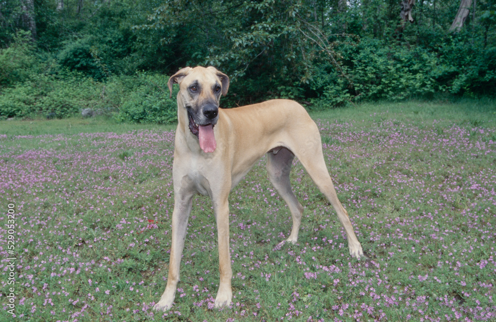 Great Dane in flower field with tongue out looking ahead