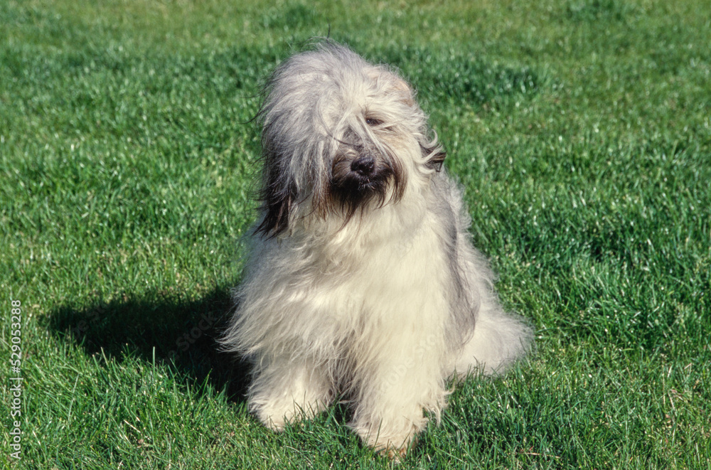 Tibetan terrier sitting down outside in grass on sunny day