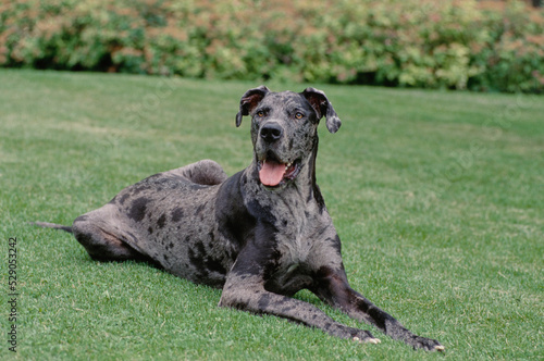 Great Dane laying in field with mouth open