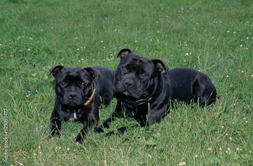 Vászonkép Staffordshire Bull Terriers in field