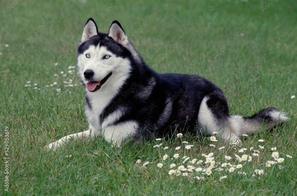 Siberian Husky laying in flower field with tongue out