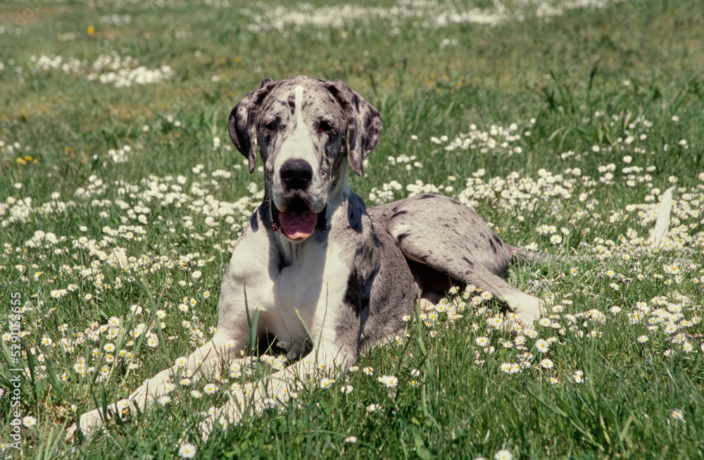 Great Dane laying in field of flowers with tongue out Great Dane laying in field of flowers with tongue out