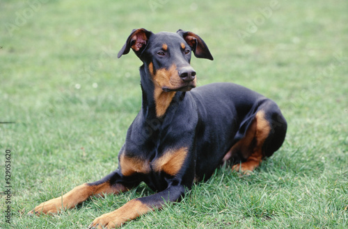 Doberman laying in field