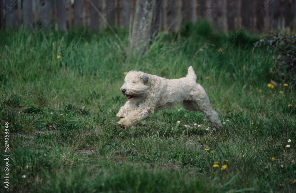 Soft Coat Wheaton Terrier puppy running in grass Soft Coat Wheaton Terrier puppy running in grass