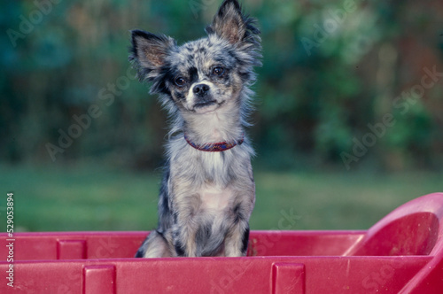 Chihuahua sitting in plastic wagon with head tilted