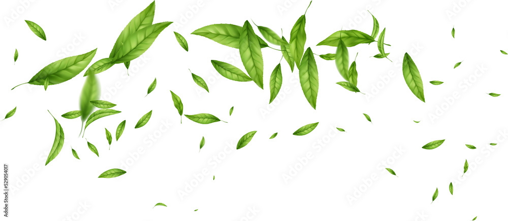 Green leaf Green leaf