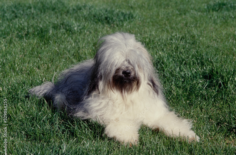 Tibetan Terrier in grass