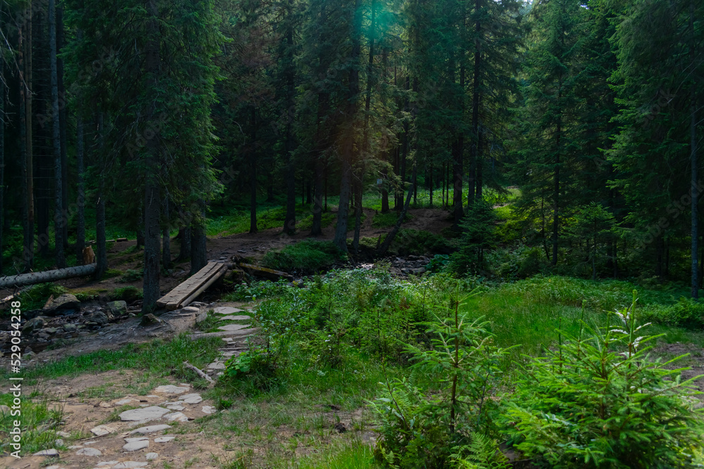 Dense coniferous forest. Beautiful forest Dense coniferous forest. Beautiful forest