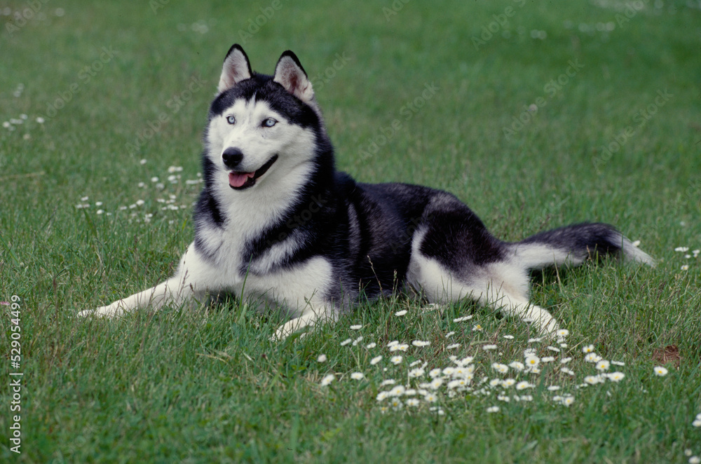 Siberian Husky laying in field with mouth open Siberian Husky laying in field with mouth open