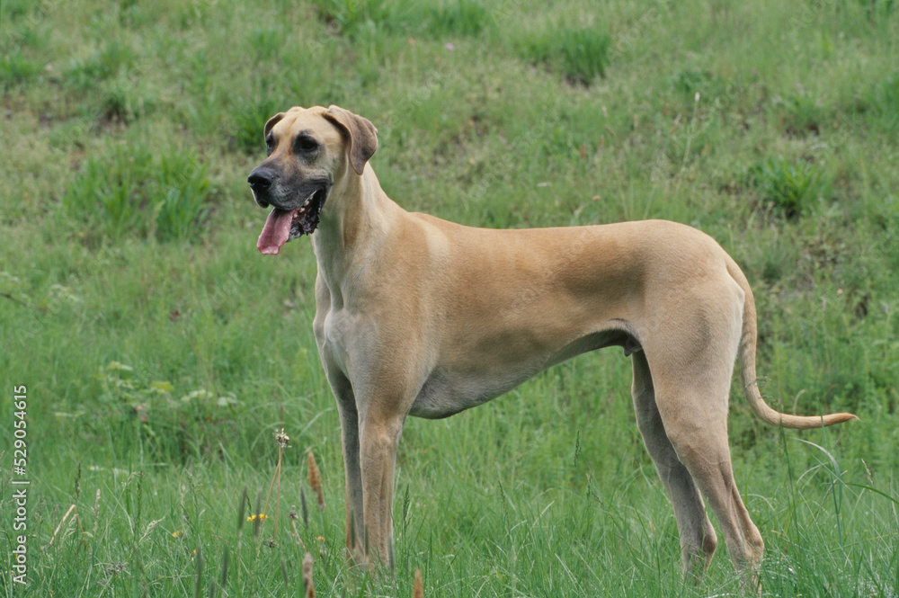 Great Dane in field looking forward with tongue out