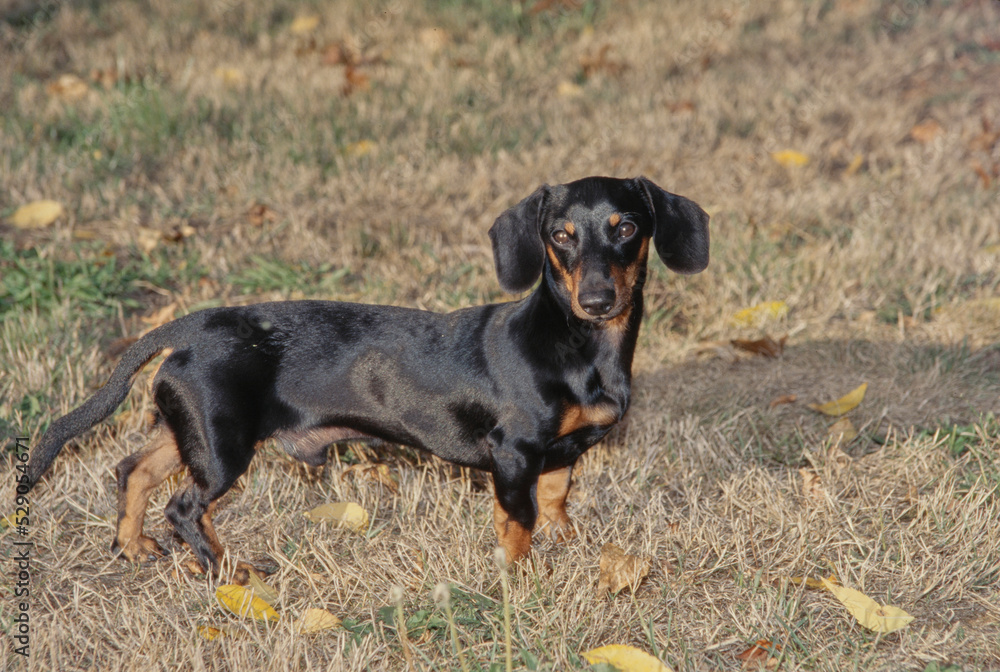 Dachshund in field with leaves Dachshund in field with leaves