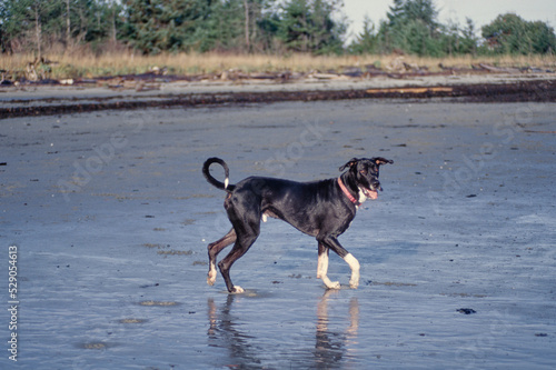 Great Dane running on beach
