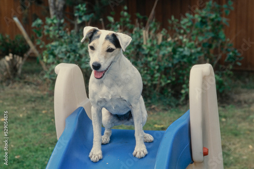 Fototapeta Naklejka Na Ścianę i Meble -  Jack Russel Terriers on slide