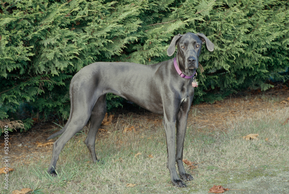 Great Dane in front of tree looking at camera with ears up