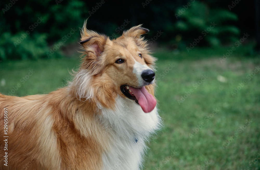 Collie in grass