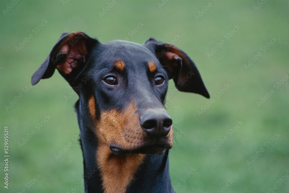 Close up of Doberman laying in field looking ahead