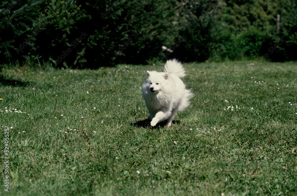 American Eskimo running in grass field American Eskimo running in grass field