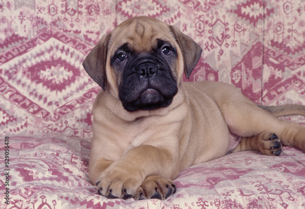 Mastiff puppy on blanket looking at camera Mastiff puppy on blanket looking at camera