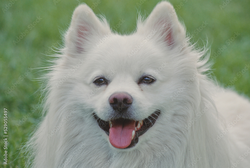 Close up of American Eskimo in grass with mouth open