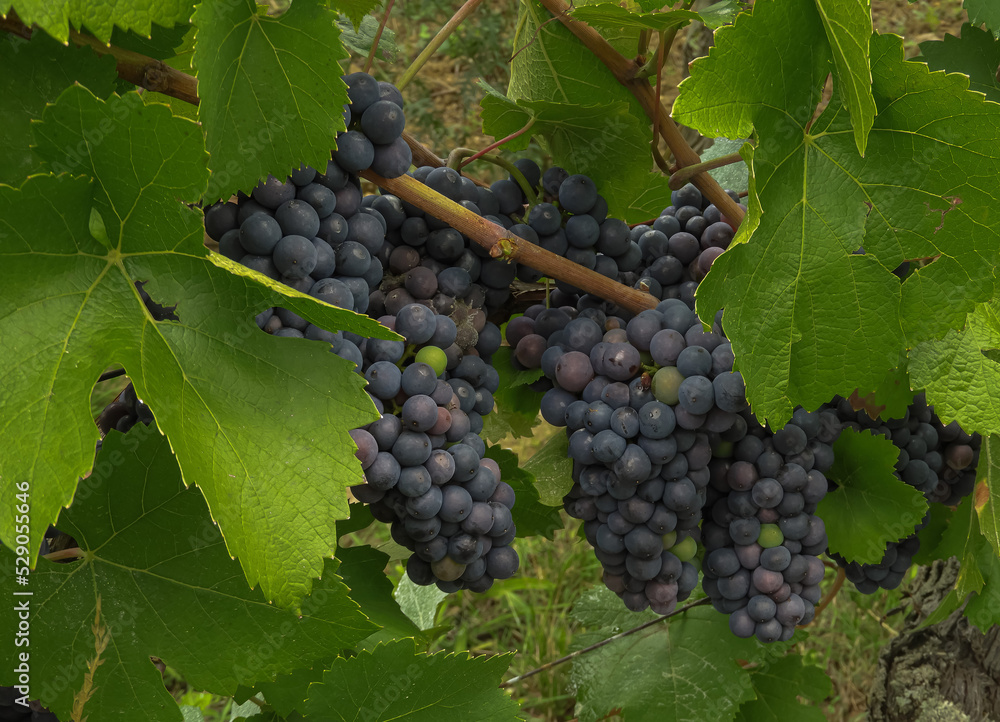 Bunches of Pinot Noir grapes ripening