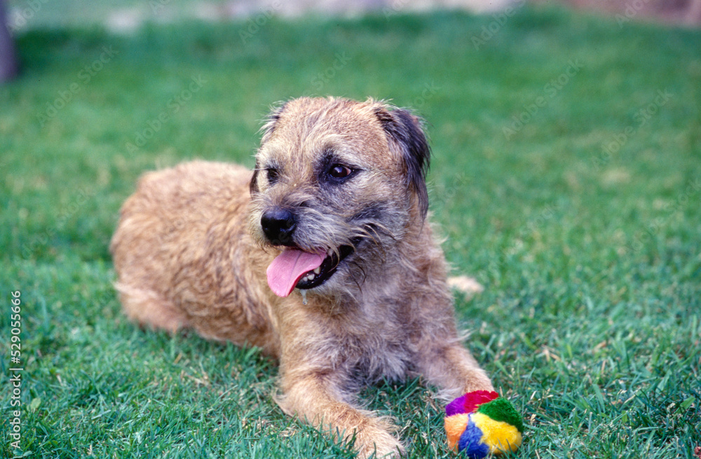 Border Terrier laying down in grass outside with ball Border Terrier laying down in grass outside with ball