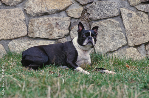 Boston Terrier laying down in grass near stone wall