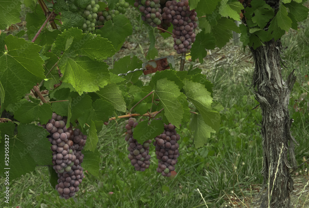 Pinot Gris grapes growing in Alsace