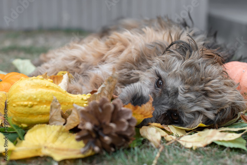 Bolonka Hund mit Kürbis im Herbst