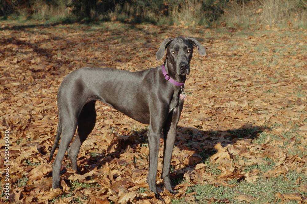 Great Dane standing in leaves looking right Great Dane standing in leaves looking right