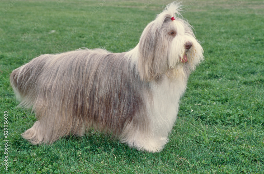 Bearded collie standing outside in grass