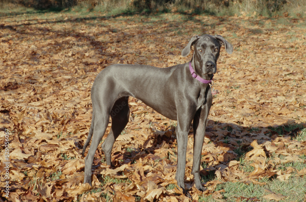Great Dane in pink collar standing in leaves looking right casting shadow
