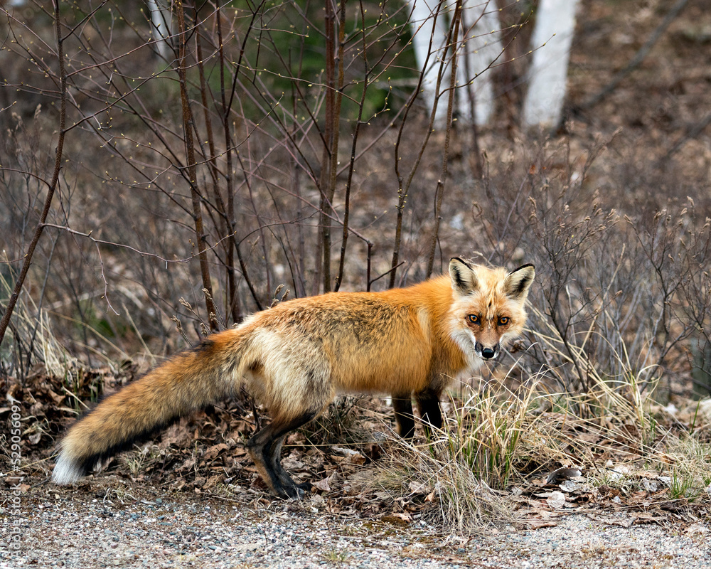 Red Fox Photo Stock. Fox Image. Close-up profile side view in the spring season with blur forest  background in its environment and habitat looking at camera. Picture. Portrait. Photo.