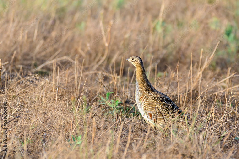 Portrait of Grey Partridge, perdix perdix, hunting bird Portrait of Grey Partridge, perdix perdix, hunting bird