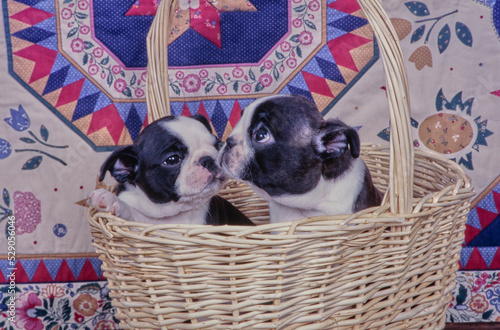 Boston Terrier puppies in basket © SuperStock