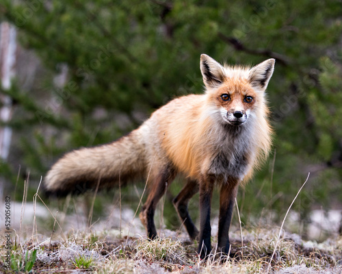 Red Fox Photo Stock. Fox Image.  Close-up profile side view looking at camera with a blur forest background in its environment and habitat.  Picture. Portrait. ©  Aline