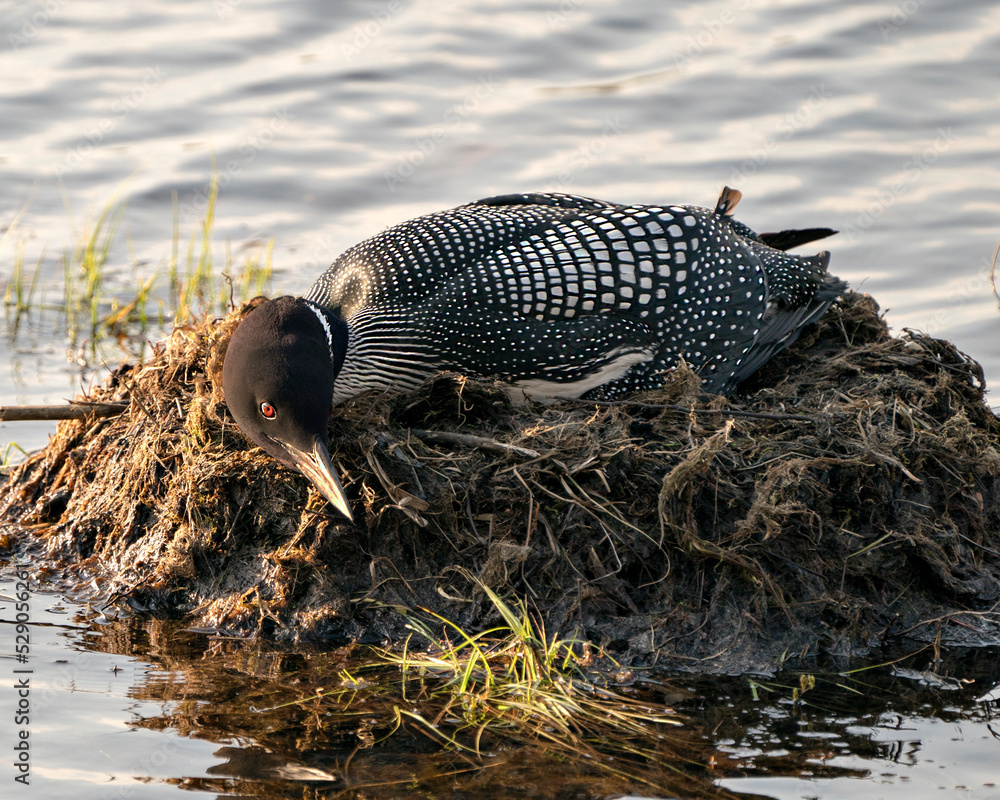 Obraz premium Loon Photo Stock. Close-up profile in the evening nesting on its nest with marsh grasses, mud and water by the lake shore in its environment and habitat. Loon in Wetland. Loon on Lake. 
